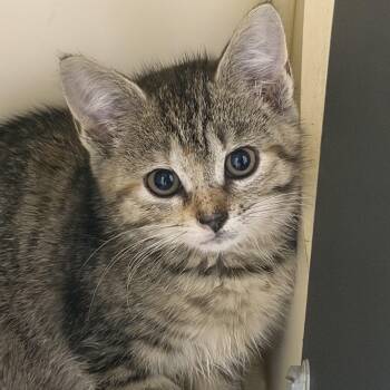 Styra -  Domestic Short Hair Cat for Adoption in Cooperstown, New York - Styra | PetCurious