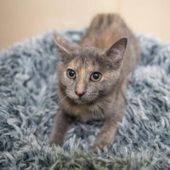 Ethel -  Domestic Short Hair Cat for Adoption in Gainesville, Georgia - Ethel | PetCurious
