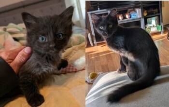 POE -  Domestic Long Hair Cat for Adoption in Hagerstown, Maryland - POE | PetCurious