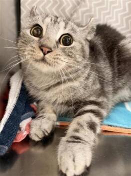 Paris -  Domestic Short Hair Cat for Adoption in Montreal, Quebec - Paris | PetCurious