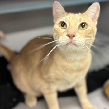 Pete -  Domestic Short Hair Cat for Adoption in Marshalltown, Iowa - Pete | PetCurious
