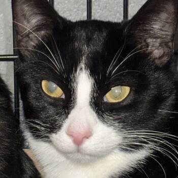 Rescue Domestic Short Hair Cats for Adoption in Allentown, Pennsylvania - Bryce | PetCurious