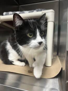 Domestic Short Hair Cats Available for Adoption in Trenton, New Jersey - Tinka (TAS #2) | PetCurious