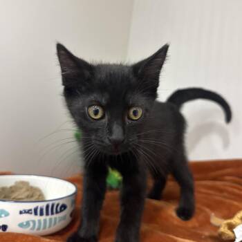 Coco -  Domestic Short Hair Cat for Adoption in Clearwater, Florida - Coco | PetCurious