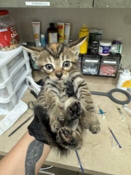 Domestic Short Hair Cats Available for Adoption in Farmers Branch, Texas - Gracie | PetCurious
