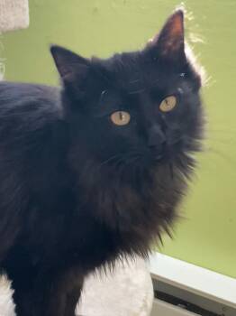 Domestic Medium Hair Cats Available for Adoption - Sofie | PetCurious