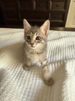 Colby - Cheese Litter -  Tabby Cat for Adoption in Anthem, Arizona - Colby - Cheese Litter | PetCurious