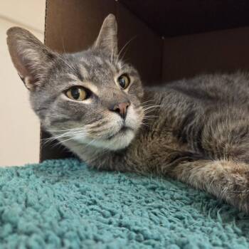 Domestic Short Hair Cats Available for Adoption - Mr. Meow | PetCurious