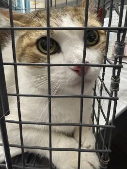 Domestic Short Hair Cats Available for Adoption in Las Vegas, Nevada - FLORY | PetCurious