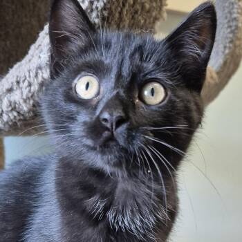 Domestic Short Hair Cats Available for Adoption in Tioga, Pennsylvania - Godiva | PetCurious