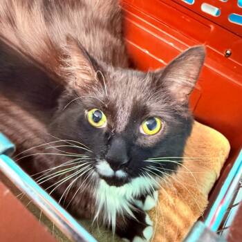 Domestic Medium Hair Cats Available for Adoption - Benson | PetCurious