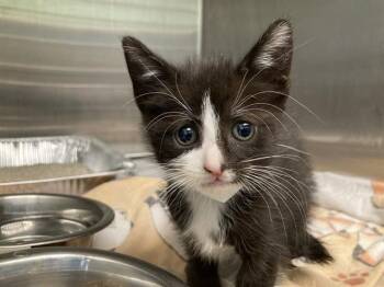 A1960652 -  Domestic Short Hair Cat for Adoption in Tustin, California - A1960652 | PetCurious