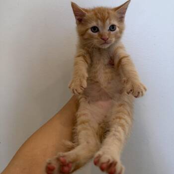 Domestic Short Hair Cats Available for Adoption - Hudson | PetCurious