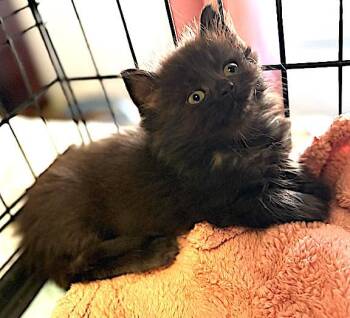 Rescue Domestic Long Hair Cats for Adoption in Albemarle, North Carolina - Gretchen | PetCurious