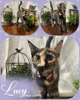 Lucy -  Domestic Short Hair Cat for Adoption in Mansfield, Texas - Lucy | PetCurious