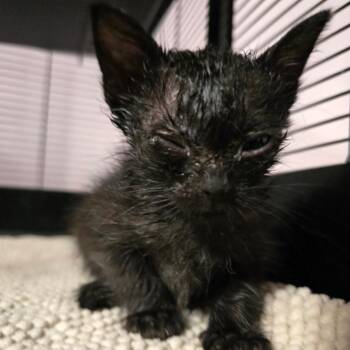 Ellie Enchilada -  Domestic Medium Hair Cat for Adoption in Clarksville, Arkansas - Ellie Enchilada | PetCurious