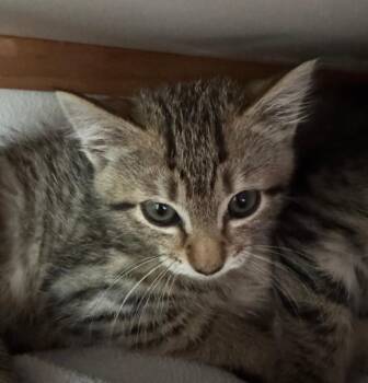 Alex -  Tabby Cat for Adoption in Kennewick, Washington - Alex | PetCurious
