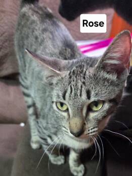 Rose -  Domestic Short Hair Cat Available for Adoption in The Woodlands, Texas - Rose | PetCurious