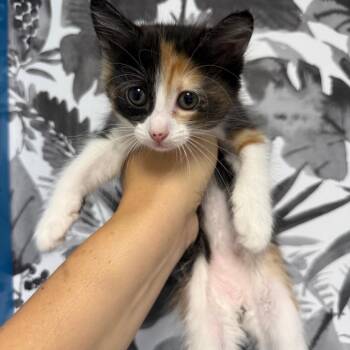 Domestic Medium Hair Cats Available for Adoption in Wahiawa, Hawaii - Penny | PetCurious