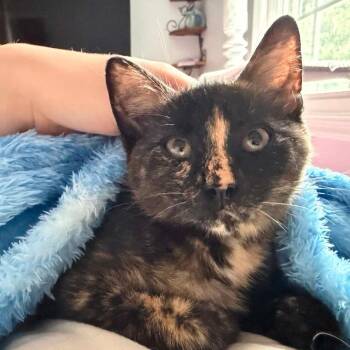 Brie -  Domestic Short Hair Cat for Adoption in Ephrata, Pennsylvania - Brie | PetCurious
