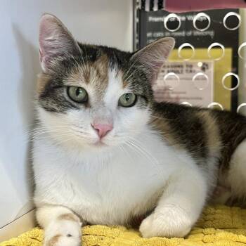 Harley -  Domestic Short Hair Cat Available for Adoption in Temecula, California - Harley | PetCurious
