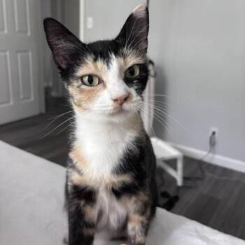 Rescue Domestic Short Hair Cats for Adoption in Davis, California - Apple | PetCurious