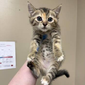Domestic Short Hair Cats Available for Adoption in Birmingham, Alabama - Shai | PetCurious
