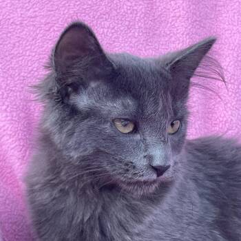 Matcha -  Nebelung and Domestic Medium Hair Cat for Adoption in Grand Rapids, Minnesota - Matcha | PetCurious