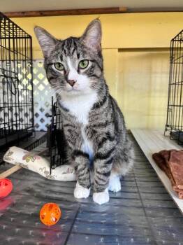 Domestic Short Hair Cats Available for Adoption in Rice Lake, Wisconsin - Phoenix | PetCurious