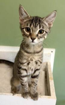 Tinkerbell -  Domestic Short Hair Cat for Adoption in St. Peters, Missouri - Tinkerbell | PetCurious