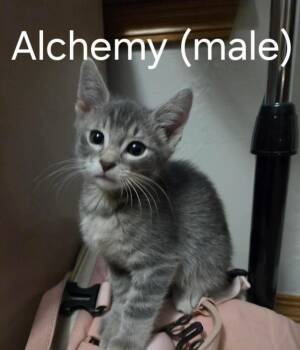 Alchemy -  Domestic Short Hair Cat for Adoption in Shawnee, Oklahoma - Alchemy | PetCurious