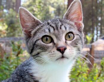 Rescue Domestic Short Hair Cats for Adoption in Newport, Washington - Stevie & Simon Sweet Brothers! | PetCurious