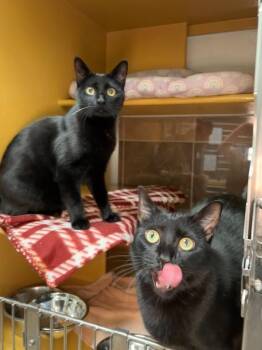Minerva -  Domestic Short Hair Cat for Adoption in Fort Collins, Colorado - Minerva | PetCurious