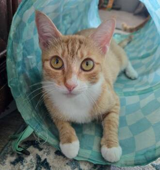 Daenerys -  Domestic Short Hair Cat for Adoption in Pompano Beach, Florida - Daenerys | PetCurious