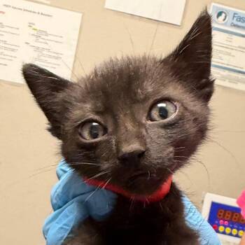 Domestic Short Hair Cats Available for Adoption in Yuma, Arizona - Winch | PetCurious