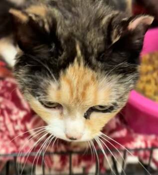 SORREL -  Domestic Short Hair Cat for Adoption in Elizabethton, Tennessee - SORREL | PetCurious