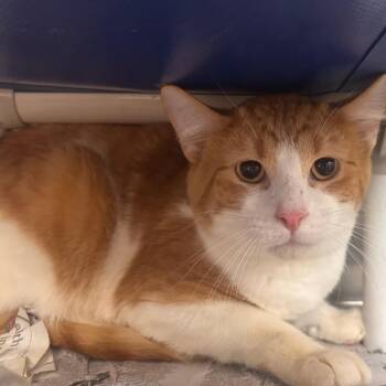 Domestic Short Hair Cats Available for Adoption - Rilo | PetCurious