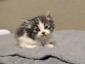 Domestic Long Hair Cats Available for Adoption in Moreno Valley, California - A551054 | PetCurious