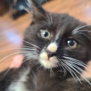 Acadia Hill -  Domestic Medium Hair Cat for Adoption in Woodstock, Virginia - Acadia Hill | PetCurious