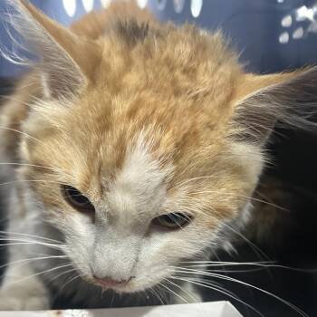 Domestic Short Hair Cats Available for Adoption in Newark, New Jersey - Bart | PetCurious