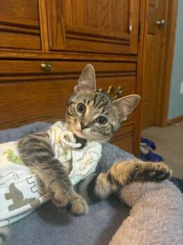 Utahime -  Domestic Short Hair Cat for Adoption in Minneapolis, Minnesota - Utahime | PetCurious