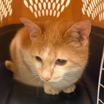 Aaron Purr -  Domestic Short Hair Cat for Adoption in Charlottesville, Virginia - Aaron Purr | PetCurious