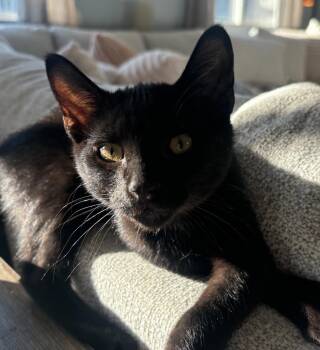 Rescue Domestic Short Hair Cats for Adoption in Lemont, Illinois - Snoopy | PetCurious