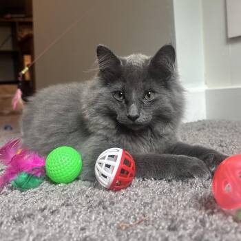 Riley -  Domestic Long Hair Cat for Adoption in Waynesburg, Pennsylvania - Riley | PetCurious