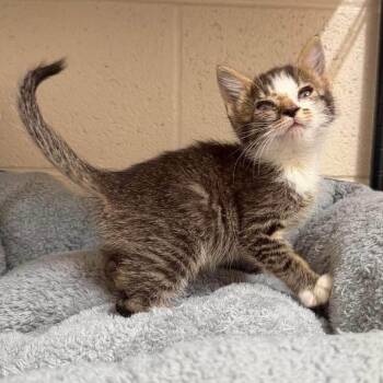 Cosmo -  Domestic Short Hair Cat for Adoption in Madison, Wisconsin - Cosmo | PetCurious