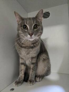 Dragon -  Domestic Short Hair Cat for Adoption in Savannah, Georgia - Dragon | PetCurious