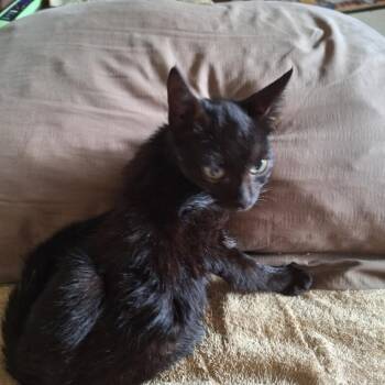 Domestic Short Hair Cats Available for Adoption - Karma | PetCurious