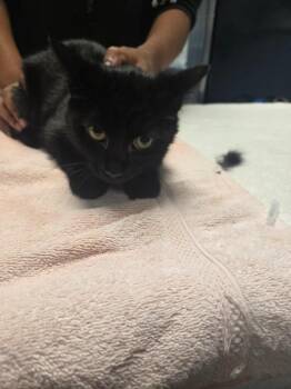 Mila -  Domestic Short Hair Cat for Adoption in Detroit, Michigan - Mila | PetCurious