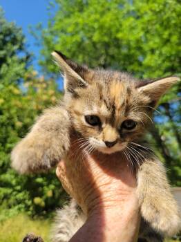Domestic Short Hair Cats Available for Adoption in Greenville, North Carolina - Daisy | PetCurious