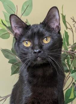 Nala -  Domestic Short Hair Cat for Adoption in Hastings, Nebraska - Nala | PetCurious